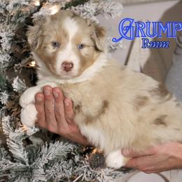 Grumpy - Red merle male Australian Shepherd puppy in Keytesville, Missouri from Dogwood Lane Canine