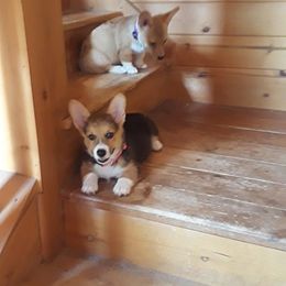 Maggie - Pembroke Welsh Corgi