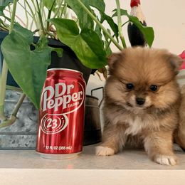 Pomeranian Puppies from POMS USA