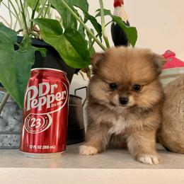 Pomeranian Puppies from POMS USA