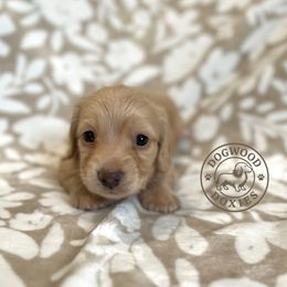 Waffle - Cream male Dachshund puppy in Monroe, North Carolina from Dogwood Doxies