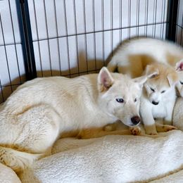 Pomsky Puppies from Peoria Pomskies