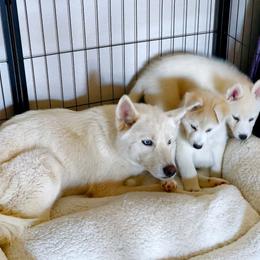 Pomsky Puppies from Peoria Pomskies