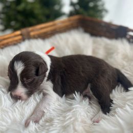 Bryce - White and red male Bordoodle puppy in Valley Center, California from Circle R Valley Bordoodls