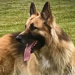 Shiloh Shepherds from Hill Country Shilohs