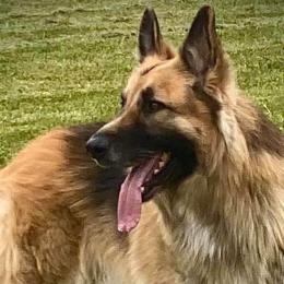 Shiloh Shepherds from Hill Country Shilohs