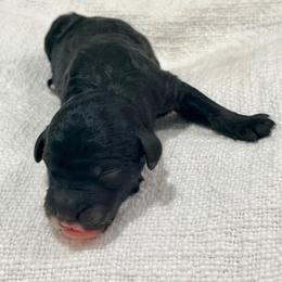 Clover - Black male Goldendoodle puppy in Livermore, Colorado from Heritage Hills Family Doodles