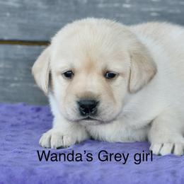 Grey female - Yellow female Labrador Retriever puppy in Mississippi from Sure Shot English Labs
