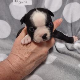 Boston Terrier Puppies from Lehi Valley Boston Terriers