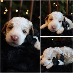 Parti brown white - Cream male Whoodle puppy in Smallett, Missouri from Leshas Whoodles