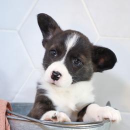 American Corgi, Cardigan Welsh Corgi, and Pembroke Welsh Corgi Puppies from Diamond Corgis