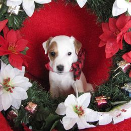 Jack Russell Terrier Puppies from Spritely Jack Russell Terriers