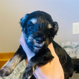 Black and silver girl - Black and silver female Miniature Schnauzer puppy in Malvern, Arkansas from Deep South Miniature Schnauzers
