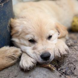 Bella Caramella with foundation training value 4125 dollars - Light golden female Golden Retriever puppy in Gainesville, Florida from Heart and Soul Dog Breeding, Inc.