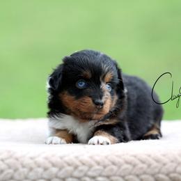 Moon - Blue merle male Toy Australian Shepherd puppy in Prague, Oklahoma from Clay Creek Aussies