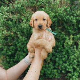 Golden Retriever Puppies from Gillit Family Goldens of NTX