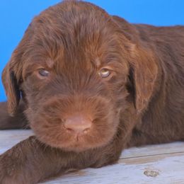 Snickers - Chocolate male Labradoodle puppy in Apache Junction, Arizona from Loving Doodle