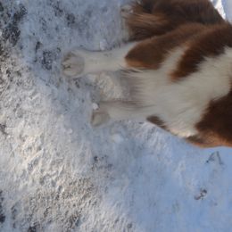 Ruby - Australian Shepherd