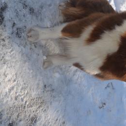 Ruby - Australian Shepherd