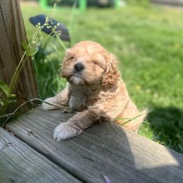 Cavalier King Charles Spaniel and Cavapoo Puppies from CK Cavaliers