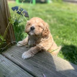 Cavalier King Charles Spaniel and Cavapoo Puppies from CK Cavaliers