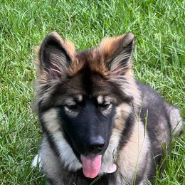 Working Dog Cross All Grown Up from Lone Star King Shepherds