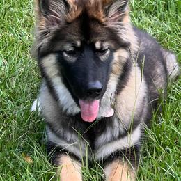 Working Dog Cross All Grown Up from Lone Star King Shepherds