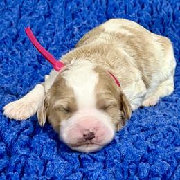 Pink Collar - Apricot female Australian Labradoodle puppy in Coeur D'alene, Idaho from Lake City Labradoodles