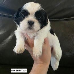 Snow White - Purple Collar - Black and white female Shih Tzu puppy in Wymore, Nebraska from RVK Bulldogs & Shih-Tzus