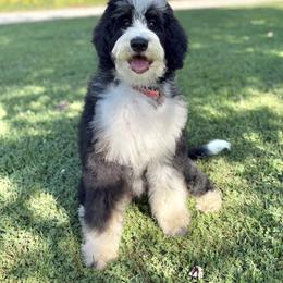 Jane - female Australian Mountain Doodle puppy in Mills River, North Carolina from Mills River Doodles