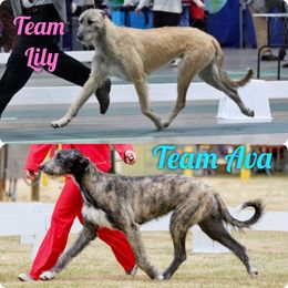 Irish Wolfhound Puppies from Serendipity Sighthounds