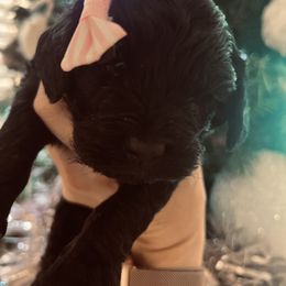 Cavapoo, Cockapoo, Goldendoodle, and Maltipoo Puppies from Perdue Puppies