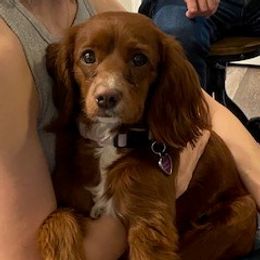 Sunny - Cockapoo