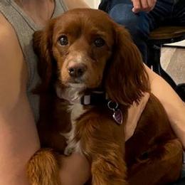 Sunny - Cockapoo