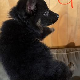 Glory - Black and red female German Shepherd puppy in Statesville, North Carolina from Von Haus Morgensturm