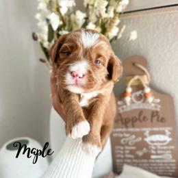 Maple - Caramel female Australian Labradoodle puppy in Palmdale, California from Heavenly Doodles