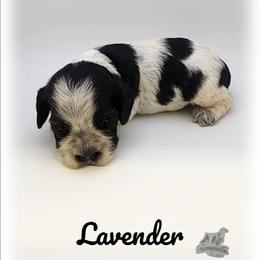 Lavender - Blue roan and tan female Cocker Spaniel puppy in Tecumseh, Oklahoma from Gambill's Cocker Spaniel Cuties