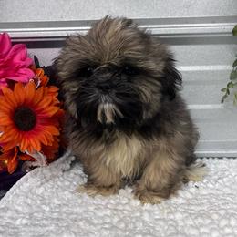 Dutton - Blue male Shih Tzu puppy in Elgin, South Carolina from Silver Bells Paw Prints