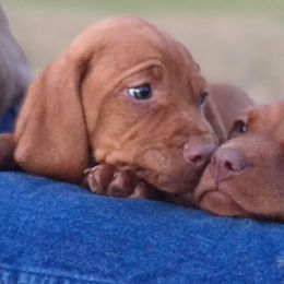Vizsla Puppies from Six Hitch Farm