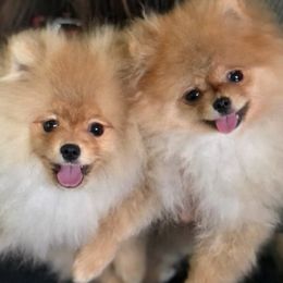Pomeranians from M&M Pom