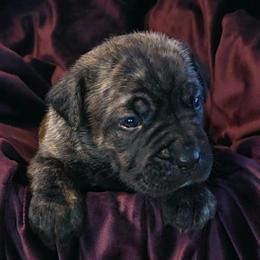 Girl 1 - Black brindle female Cane Corso puppy in Nashville, Tennessee from Prestigious K9