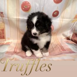 Truffles - Black tri male Miniature American Shepherd puppy in Olympia, Washington from Shamayim Shepherds
