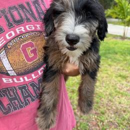 Boy 5 - Merle male Whoodle puppy in Sebastian, Florida from Perri’s Whoodles