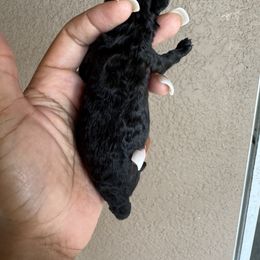 Wesley - Black male Poodle puppy in Deltona, Florida from Poodles by CNC