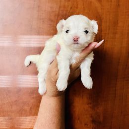 Nani - White female Maltese puppy in Homestead, Florida from Princess’s Maltese Palace