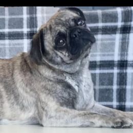 Mama Z - Pug