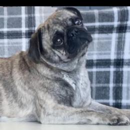 Mama Z - Pug