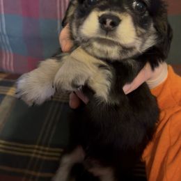 AKC Black and Cream male 2 - Black and cream male Dachshund puppy in Tazewell, Virginia from Appalachian Dachshunds