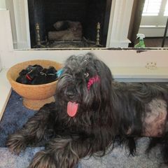 Briard Puppies from Sendero Briards