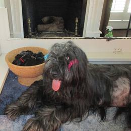 Briard Puppies from Sendero Briards